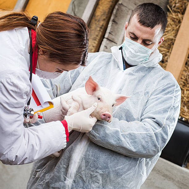 istock Veterinarian holding a pig while nurse working trial. 538445639