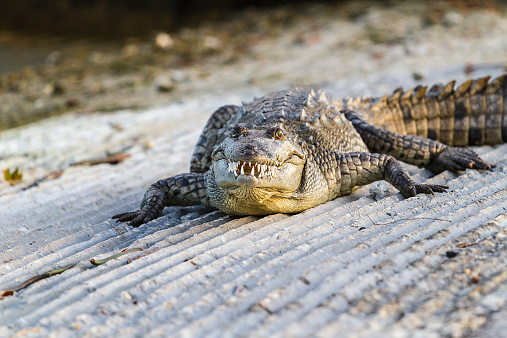 American alligator on riverbank of Everglades National Park (Florida)