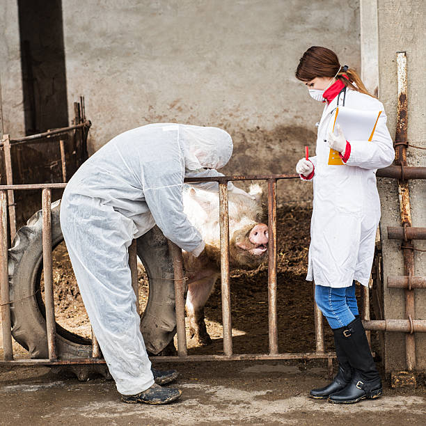istock Veterinarian inspects a pig while a nurse awaiting instructions. 538446915