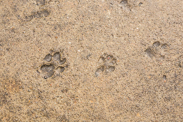 istock Dog paw print on asphalt 538447186