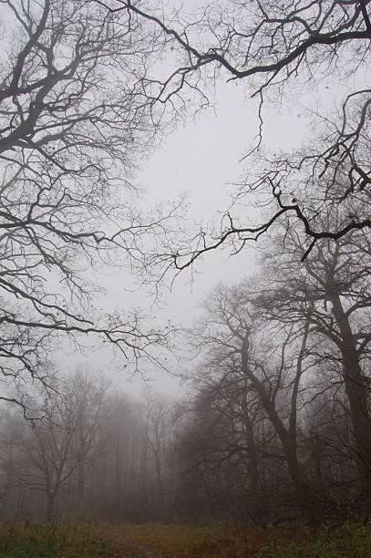istock Path leads in autumn foggy forest 538447417