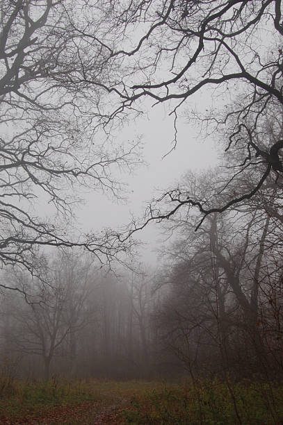 istock Path leads in autumn foggy forest 538447419