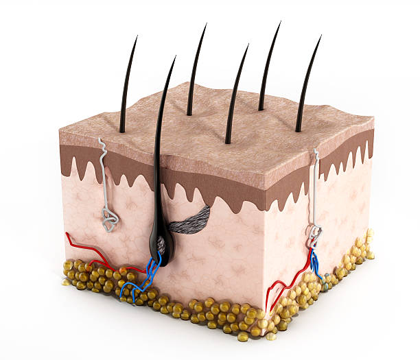 estructura de piel humana - dermis fotografías e imágenes de stock