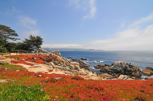 A video of wavy Pacific Ocean and the rocky cliff on Monterey peninsula, the United States