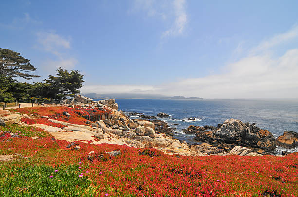 Ground on Fire The park at the famous Lone Cypress Pine Tree at Pebble Beach on 17-mile Drive. The park is located between Cypress Point and Pebble Beach golf courses. pacific grove stock pictures, royalty-free photos & images