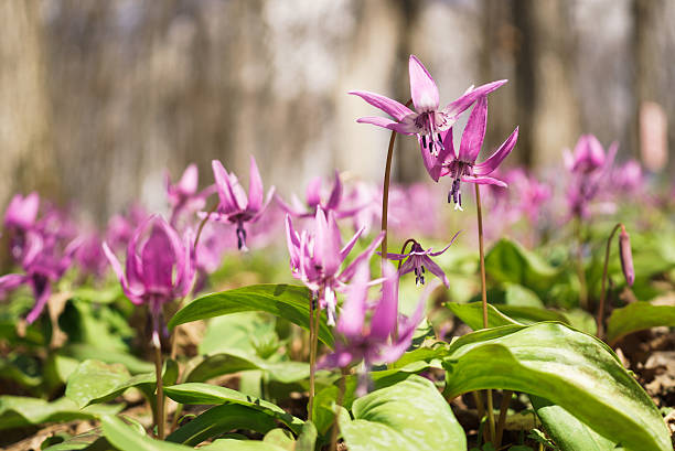 분재 경견 왜고너의 이 자주색 및 현호색 yanhusuo - corydalis 뉴스 사진 이미지