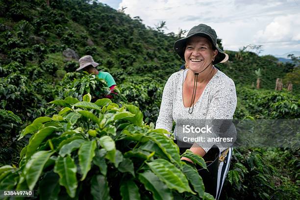 コロンビアのコーヒー農場で働く女性 - コロンビア - 南アメリカのストックフォトや画像を多数ご用意 - コロンビア - 南アメリカ, コーヒー栽培, 農業