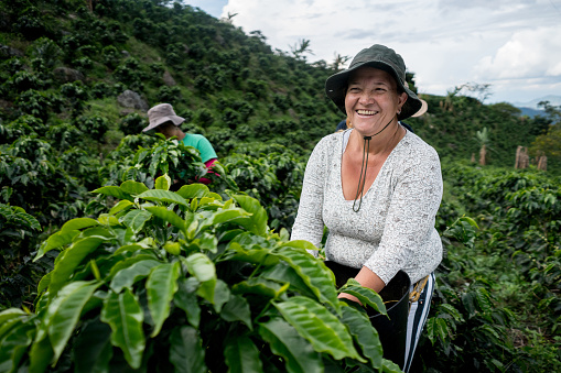 Very happy woman working at Colombian coffee farm collecting beans and smiling