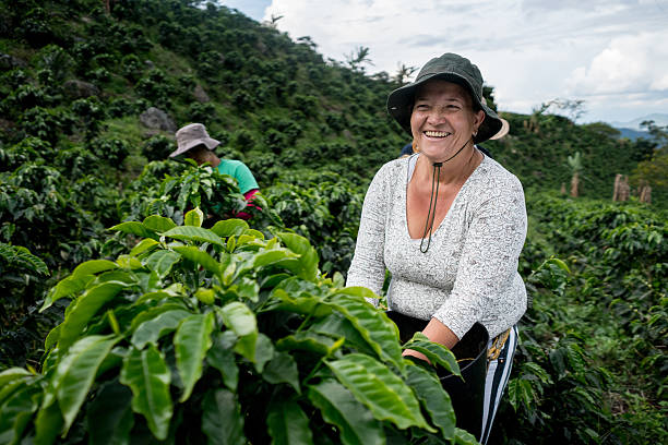 женщина, работающая на колумбийской кофейной ферме - colombia стоковые фото и изображения