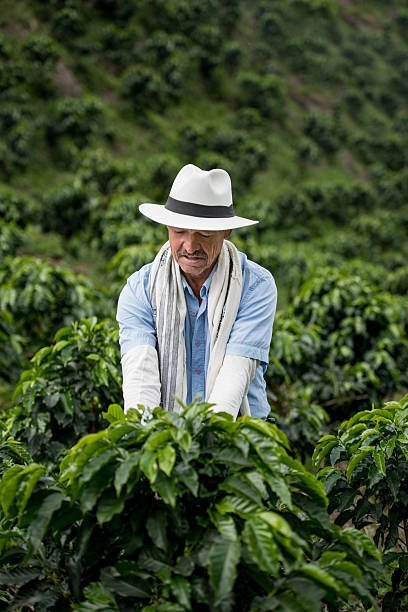 istock Farmer harvesting a coffee crop 538449772