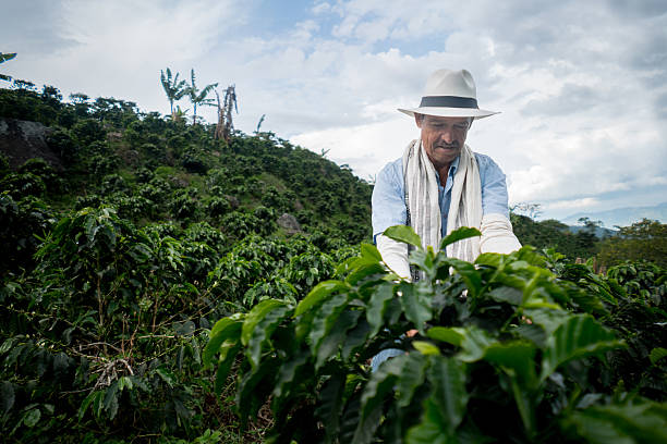istock Man working at a Colombian coffee farm 538449828