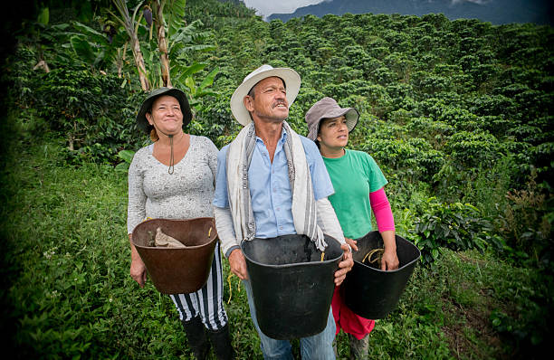 istock Group of farmers collecting coffee beans 538450016