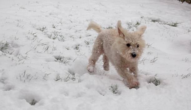 istock Dog Running in the Snow 538450344