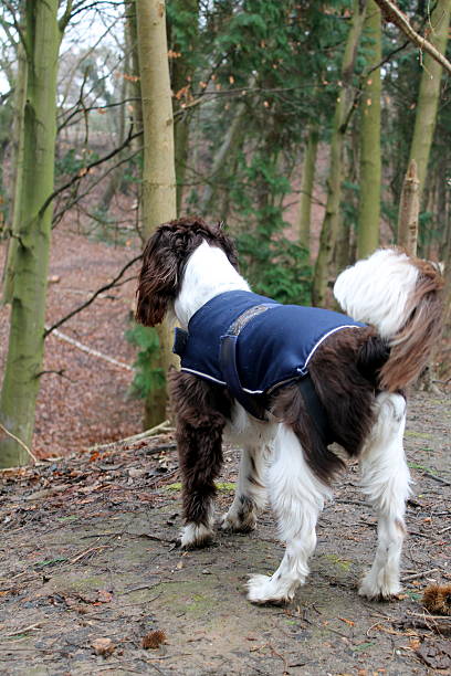 istock Manny in Reffley woods 538451123