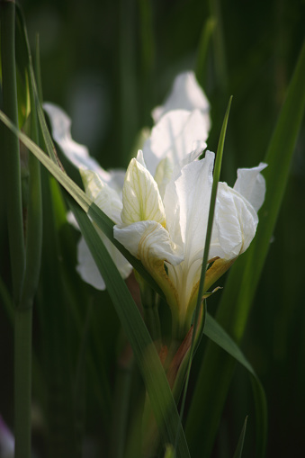 Close up image of a white iris flower with shallow depth of field