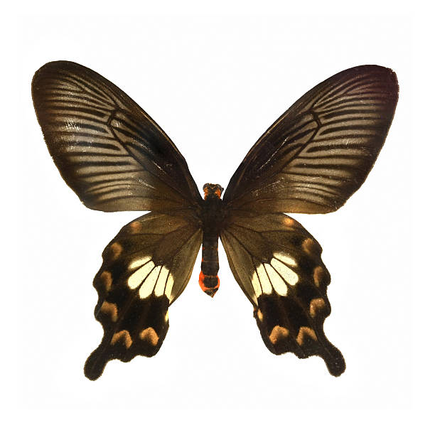 istock colorful butterfly isolated on white 538451753