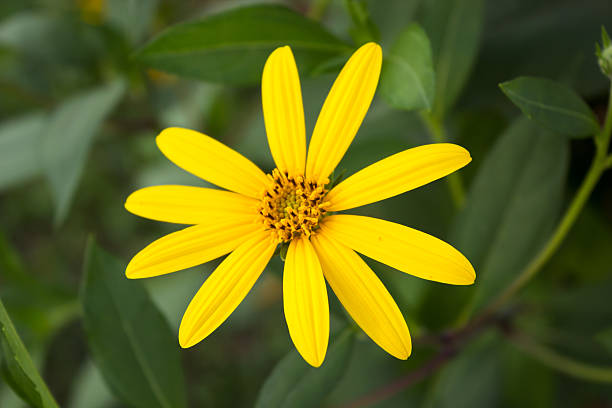istock Jerusalem artichoke. Yellow topinambur flowers 538452455