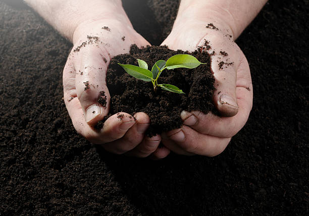 istock Farmer hand holding a fresh young plant 538452551