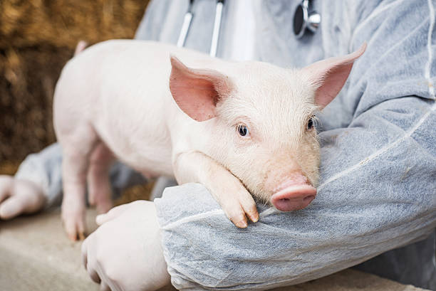 lekarz weterynarii posiadający świń. - domowy wieprz zdjęcia i obrazy z banku zdjęć