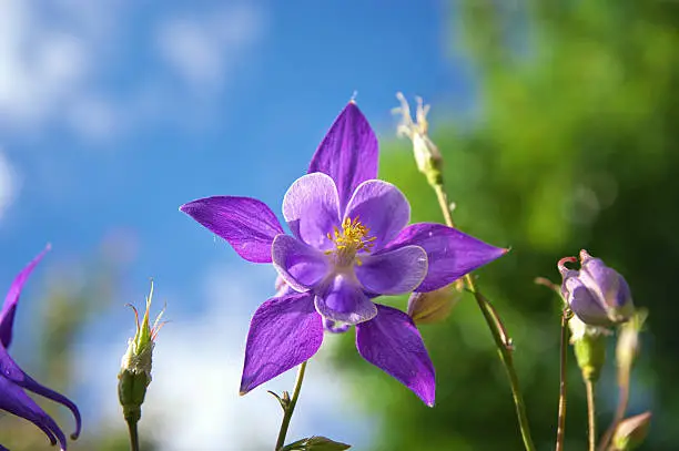 Photo of Beautiful purple aquilegia.