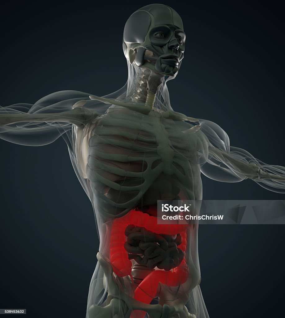 인간의 해부학 결장 엑스레이 와 같은 보기 결장 강조 표시 3d 일러스트레이션 3D 스캔에 대한 스톡 사진 및 기타 이미지 ...