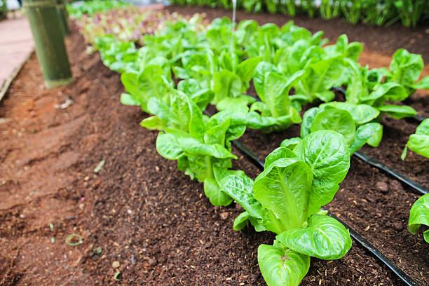 istock cos lettuce growing in farm 538453725