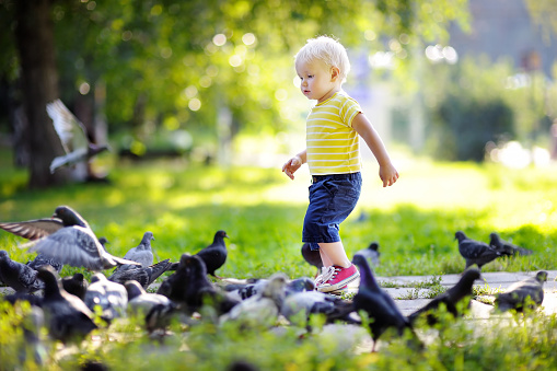 Toddler boy feeding pigeons