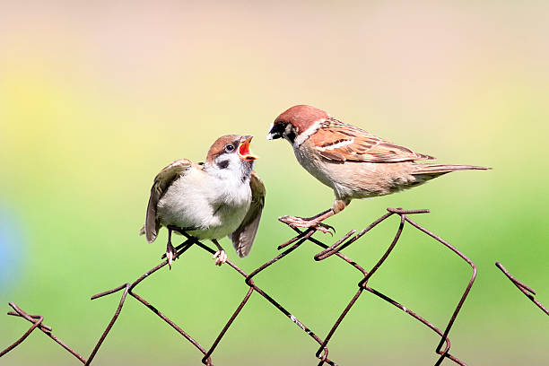 istock bird a Sparrow feeding her little chick 538454490