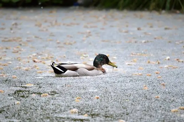 A solo Mallard swimming on a lake, covered in frogspawn.