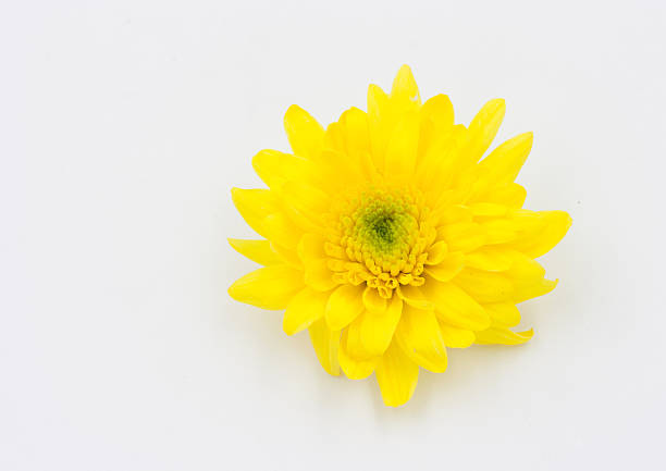 istock One yellow Chrysanthemum Flower Isolated over White Background 538455023