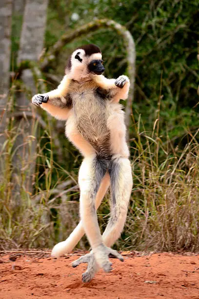 Verreaux's sifaka or Propithecus verreauxi also known as the dancing lemur or dancing sifaka in the wild in Berenty Reserve Madagascar