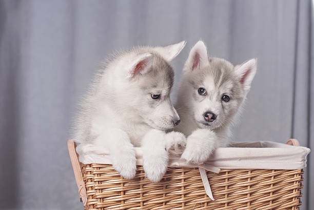istock Cute little puppy sit on white background 538455662