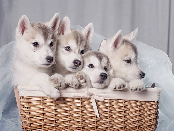istock Cute little puppy sit on white background 538455742