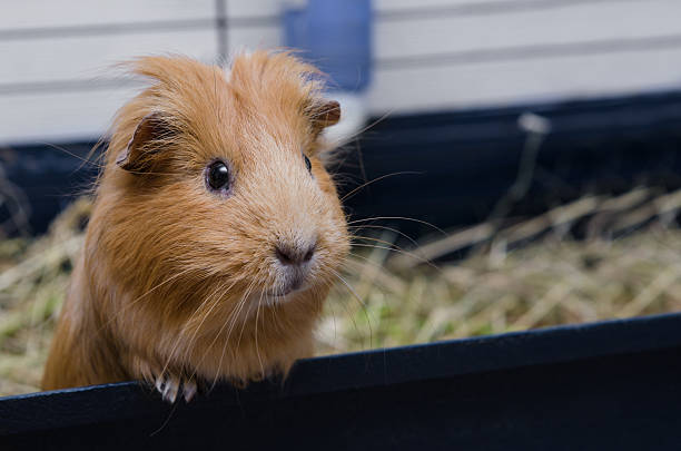 istock Portrait of red guinea pig. 538456314