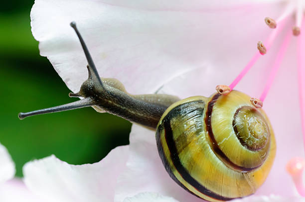 istock Snail close up on pink azalea flower moving along 538458238