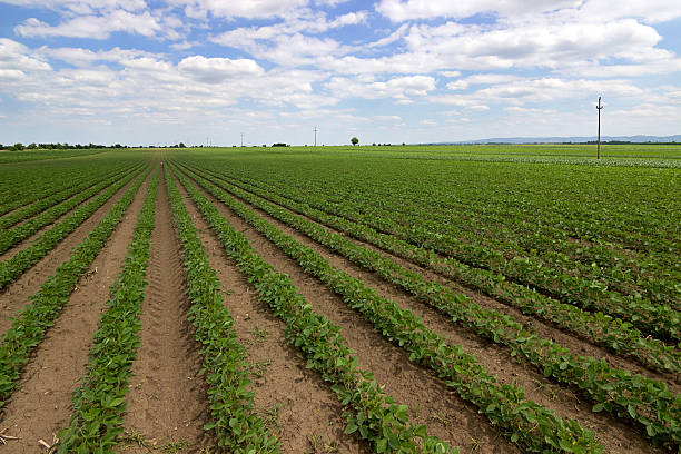 istock Rows of green soybeans against the blue sky. 538458642