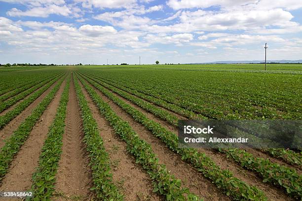 Foto de Fileiras De Soja Verde Contra O Céu Azul e mais fotos de stock de Crescimento - Crescimento, Cultivado, Primavera - Estação do ano