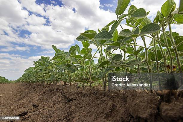 Foto de Verde Plantas De Soja Em Closeup e mais fotos de stock de Agricultura - Agricultura, Ajardinado, Animal