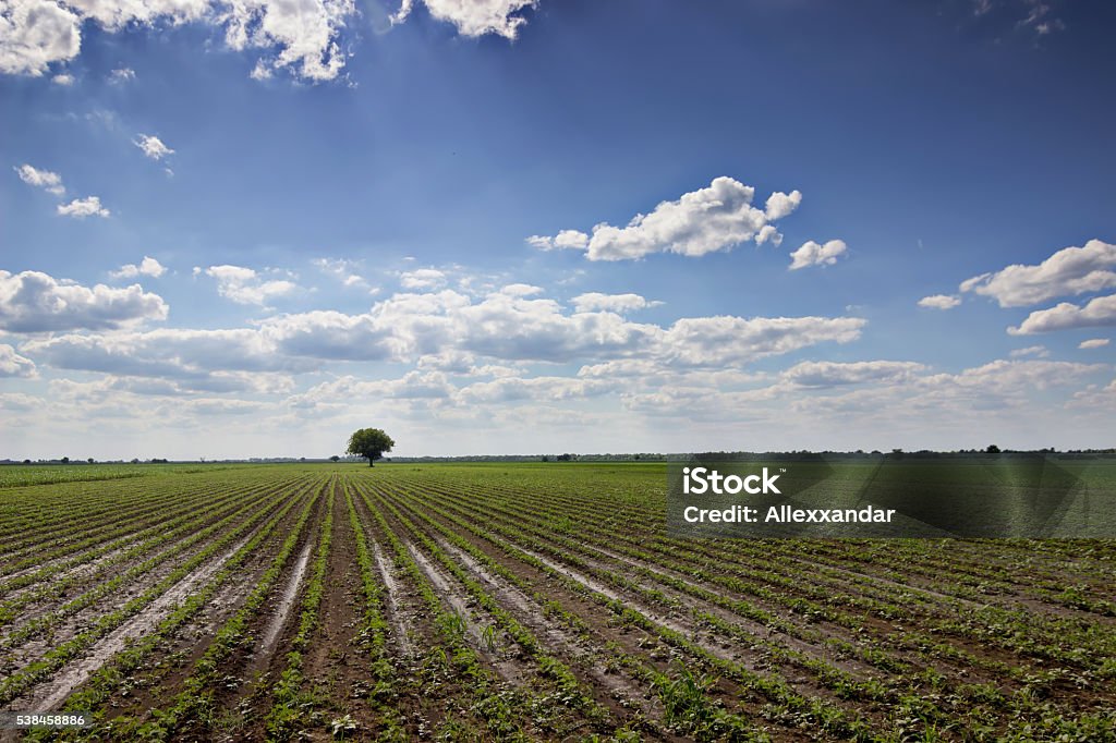 Fileiras de soja Verde contra o céu azul. - Foto de stock de Agricultura royalty-free