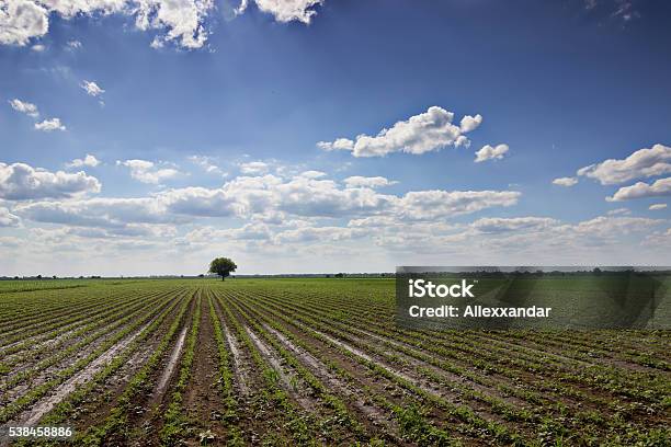 Foto de Fileiras De Soja Verde Contra O Céu Azul e mais fotos de stock de Agricultura - Agricultura, Ajardinado, Animal