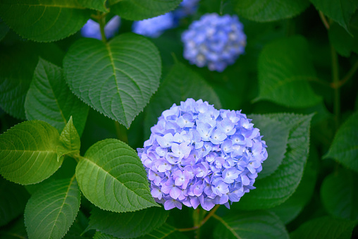 Flower of a hydrangea. Flower in Japanese June, Flower in beginning of summer. The plant which symbolizes the rainy season.