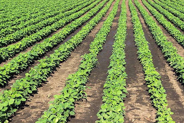 istock Rows of green soybeans against the blue sky. 538459322