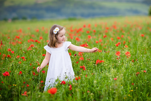 Adorable little girl in white dress playing in poppy flower field. Child picking red poppies. Toddler kid having fun in summer meadow. Family summer vacation in the country. Children pick flowers.