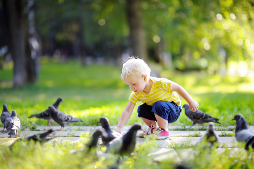 Toddler boy walking in the park and feeding pigeons
