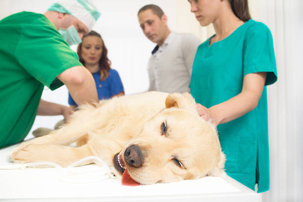 veterinário examinar um cão golden retriever fofinho - male animal audio imagens e fotografias de stock