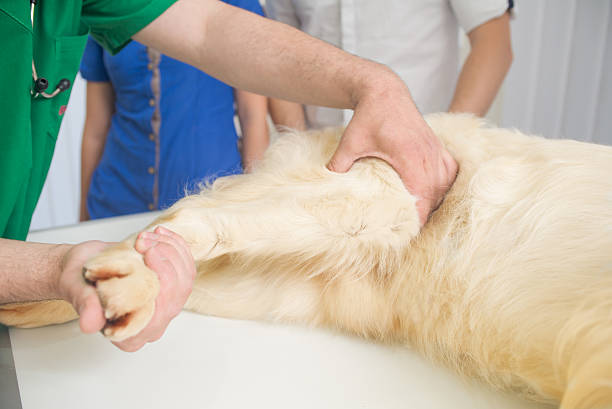 veterinário examinar um cão golden retriever fofinho - male dog imagens e fotografias de stock