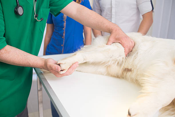Veterinarian is examining a cute Golden Retriever with his owner at hospital