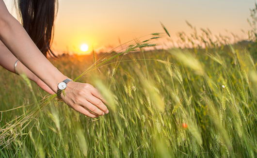 Womans hands in a wheat field at sunset