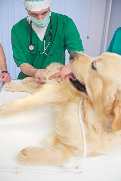 veterinário examinar um cão golden retriever fofinho - male dog imagens e fotografias de stock