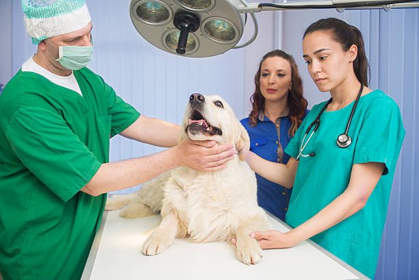 veterinário examinar um cão golden retriever fofinho - male animal audio imagens e fotografias de stock